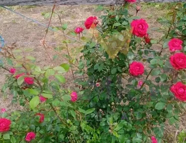 Къща, Добрич, Североизточна България - снимка 9 от 18