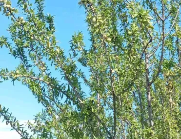 Парцел, Покрайнини, Русе