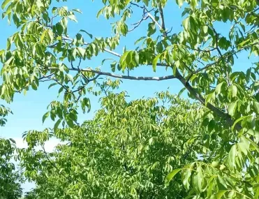 Парцел, Покрайнини, Русе - снимка 2 от 5