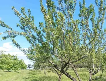 Парцел, Покрайнини, Русе - снимка 4 от 5