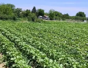 Парцел, Чирпан, Югоизточна България - снимка 7 от 8