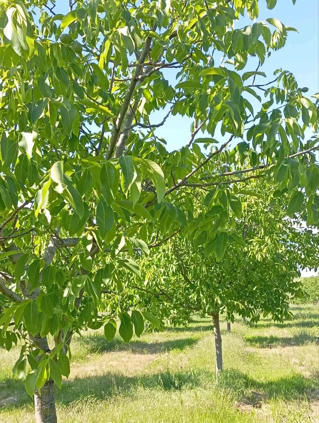 Парцел, Покрайнини, Русе - снимка 3 от 5