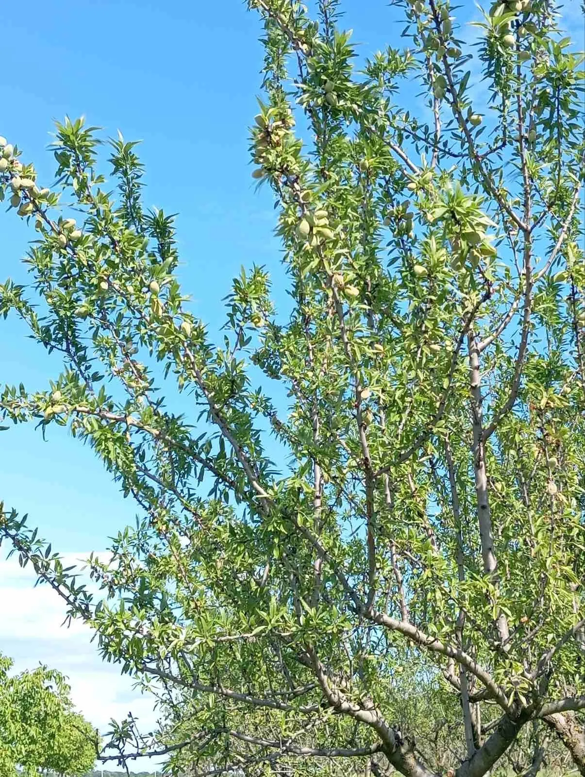 Парцел, Покрайнини, Русе